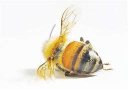 Image result for Bee Dies