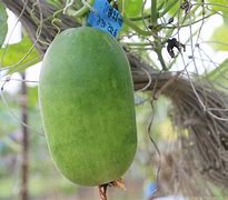 Image result for White Gourd