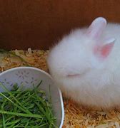 Image result for Baby Girl Fluffy Bunnies