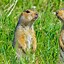 Image result for Breads of Gopher