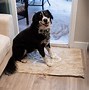 Image result for PA Door Dog Feeding Mat