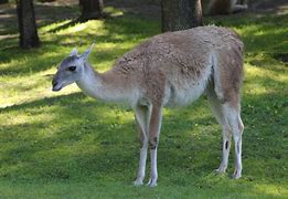 Image result for Classic Llama