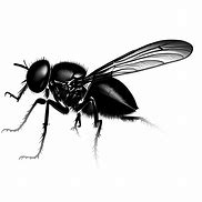 Image result for Flies Graphic