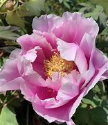 Image result for Tecumseh Peony