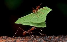 Image result for Leaf Cutter Ants Costa Rica