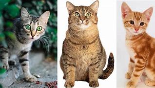 Image result for What Do Tabby Cats Look Like