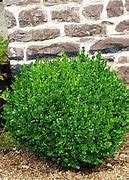 Image result for Common Boxwood Pictures