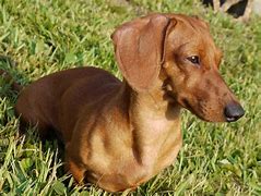 Image result for Weiner Dog Variations