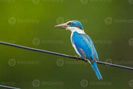 Image result for Collared Kingfisher