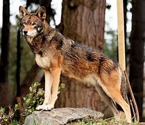 Image result for Brown Wolf Dog