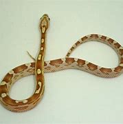 Image result for Gold Dust Corn Snake