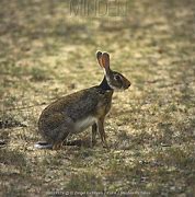 Image result for Indian Hare