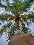 Image result for Coconut Cultivation Image of Lakshadweep Islands