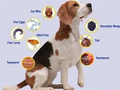 Image result for Blood Parasites Found in Dogs