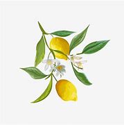 Image result for Lemon Artwork