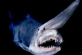 Image result for Black Shark Deep Water