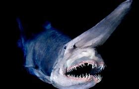 Image result for Shark in Deep Water