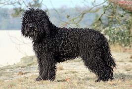 Image result for French Water Dog