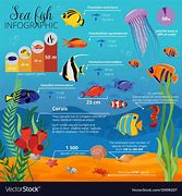 Image result for Sea Animals and Plants