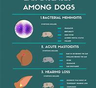 Image result for Treating Dog Ear Infection