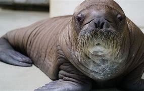 Image result for Baby Walrus Being Born