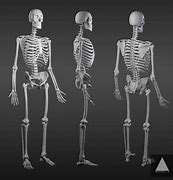 Image result for A Human Skeleton