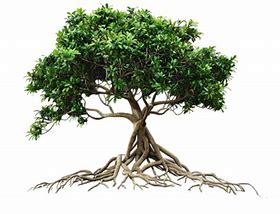 Image result for Tree Roots PNG