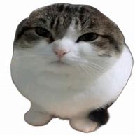 Image result for Face of Wawa Cat