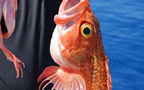 Image result for Rose Fish