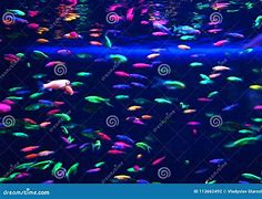 Image result for Neon Aquarium Fish