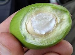 Image result for Shea Tree India