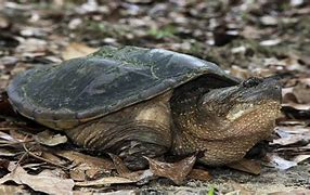 Image result for Turtles Hibernate