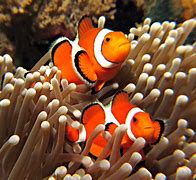 Image result for Clownfish Eyes