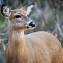 Image result for Female Baby Deer