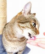 Image result for Cat Holding Breath