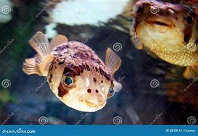 Image result for A Blowfish