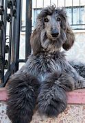 Image result for Afghan Hound Husky Mix