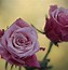 Image result for Fun Flowers Pink