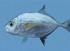 Image result for Bluefin Fish