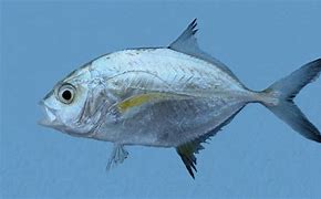 Image result for Trevali Fish