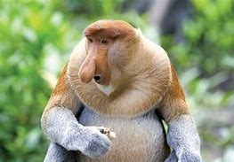 Image result for Monkey Koki