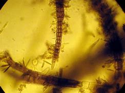 Image result for Polysiphonia Atlantica