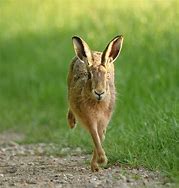 Image result for Award-Winning Brown Hare Photo