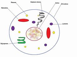 Image result for Parts of a Cell Diving