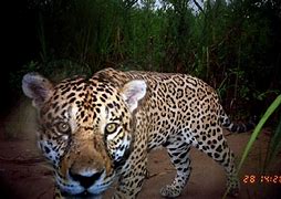 Image result for Amazonian Jaguar