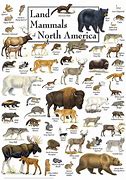 Image result for Baby North American Mammals