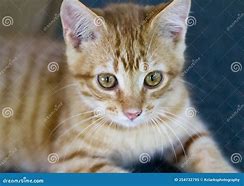 Image result for Orange Striped Tabby Cat