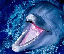 Image result for Needle Nose Dolphin