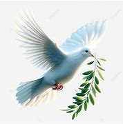 Image result for White Dove with Olive Branch