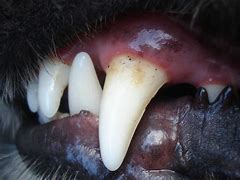 Image result for Dog Tooth Tartar